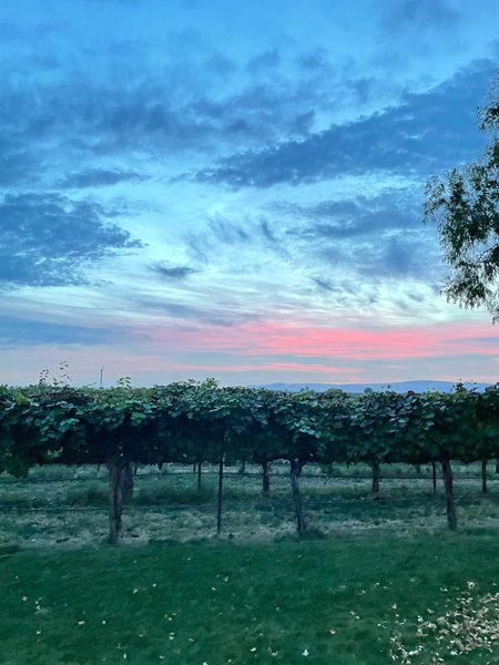 barrell springs vineyard pic sunset