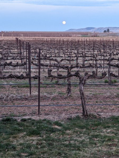 barrell springs vineyard spring moon