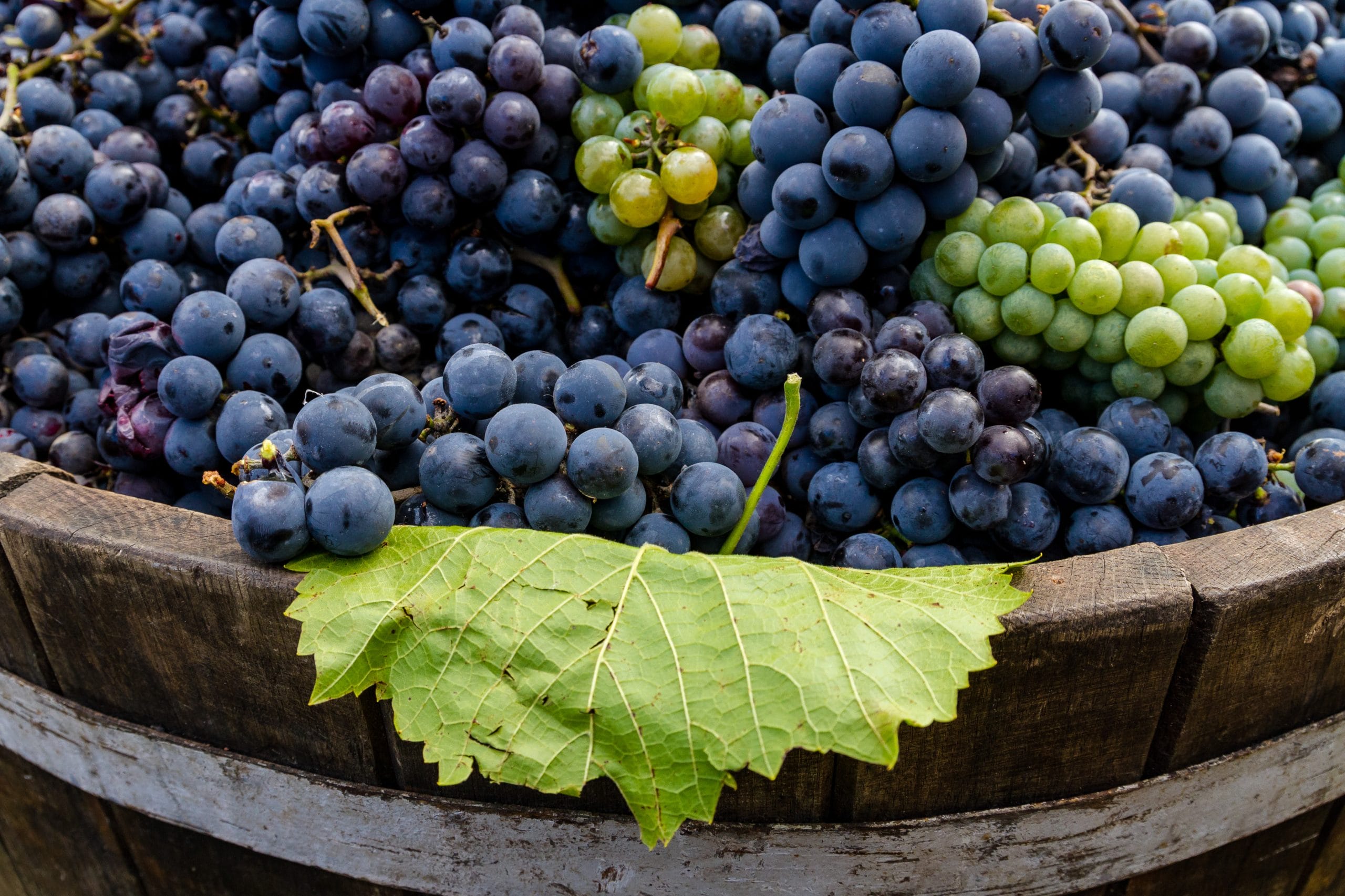 Mixed red and green wine grapes in a wooden barrel